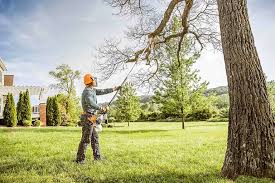 Best Tree Removal  in Cameron, TX