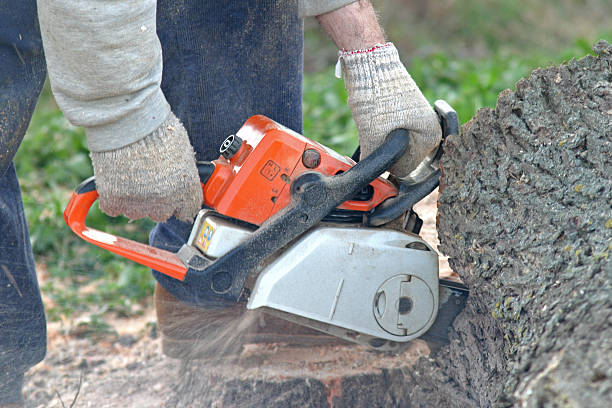 Best Weed Control  in Cameron, TX